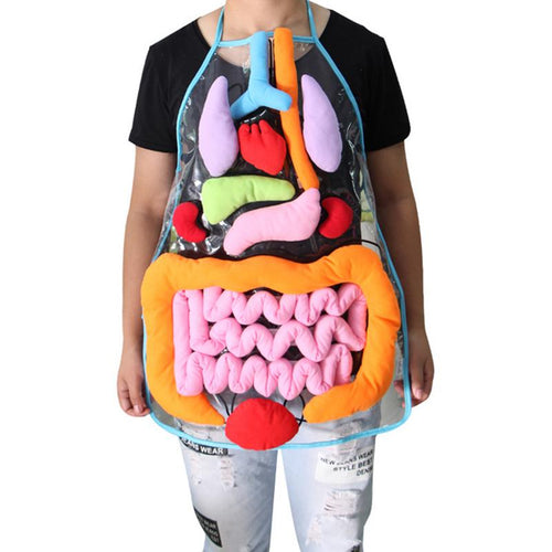 Educational Insights Toys For Children Anatomy Apron Human Body Organs Awareness Preschool Science Home School High Quality Best Children Items In ValeriusCreate!